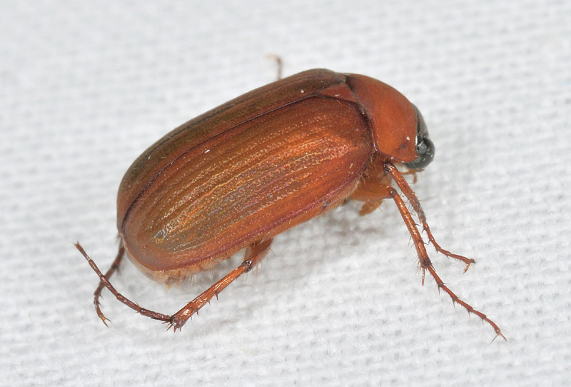 Serica brunnea (Melolonthidae)